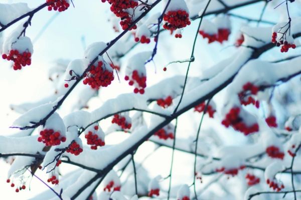 branches and fruits covered with snow depicting seasonal patterns